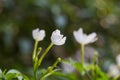 White Snowflake Flower or Wrightia antidysenterica flower Royalty Free Stock Photo