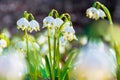 White snowflake flowers blooming on the forest glade Royalty Free Stock Photo