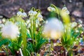 White snowflake flowers on the forest glade Royalty Free Stock Photo