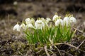 White snowflake flowers, a harbinger of the coming spring Royalty Free Stock Photo