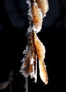 White snowflakes on a branch with maple seeds isolated on a black background.