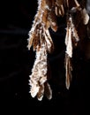 White snowflakes on a branch with maple seeds isolated on a black background.