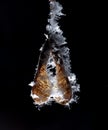 White snowflakes on a branch with maple seeds isolated on a black background.