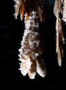 White snowflakes on a branch with maple seeds isolated on a black background.