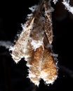 White snowflakes on a branch with maple seeds isolated on a black background.