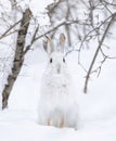 White snowshoe hare or Varying hare closeup in a Canadian winter Royalty Free Stock Photo