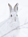 A white snowshoe hare or Varying hare closeup in a Canadian winter Royalty Free Stock Photo