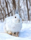 White snowshoe hare or Varying hare closeup in a Canadian winter Royalty Free Stock Photo