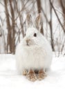 White snowshoe hare or Varying hare closeup in a Canadian winter Royalty Free Stock Photo