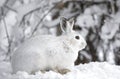 A White snowshoe hare or Varying hare closeup in winter in Canada Royalty Free Stock Photo