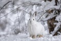 A White snowshoe hare or Varying hare closeup in winter in Canada Royalty Free Stock Photo