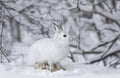 A White snowshoe hare or Varying hare closeup in winter in Canada Royalty Free Stock Photo