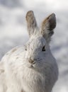 A white Snowshoe hare or Varying hare closeup in winter in Ottawa, Canada Royalty Free Stock Photo