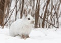 White snowshoe hare or Varying hare closeup in a Canadian winter Royalty Free Stock Photo