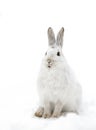 A White Snowshoe hare or Varying hare closeup in winter in Canada Royalty Free Stock Photo