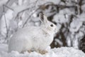 A White snowshoe hare or Varying hare closeup in winter in Canada Royalty Free Stock Photo