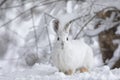 A White snowshoe hare or Varying hare closeup in winter in Canada Royalty Free Stock Photo