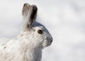 A white Snowshoe hare or Varying hare closeup in winter in Ottawa, Canada Royalty Free Stock Photo