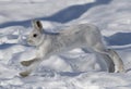 A White snowshoe hare or Varying hare running through the winter snow in Canada Royalty Free Stock Photo