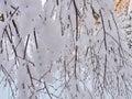 White snowy birch tree branch, Lithuania Royalty Free Stock Photo