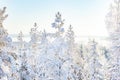 White snowy birches in wintry forest in sunshine