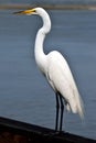 Snowy egret in Florida