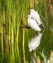 White Snowy Egrets standing in the water with grass growing in it in Central Florida