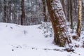 White snowy forest landscape, white hill and tree trunk covered in white snow, the dutch woods of the Netherlands Royalty Free Stock Photo