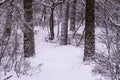 White snowy forest landscape, walking path and tree trunks covered in snow, winter season in a dutch woods scenery Royalty Free Stock Photo