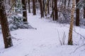 White snowy forest path, the woods in winter season, road and trees covered in white snow, Dutch forest landscape scenery Royalty Free Stock Photo