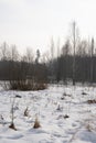 White snowy meadow in the Latvian countryside overgrown with dry grass Royalty Free Stock Photo