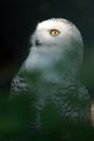 White Snowy Owl 2 Royalty Free Stock Photo