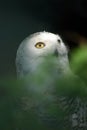 White Snowy Owl 3 Royalty Free Stock Photo