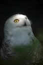 White Snowy Owl 4 Royalty Free Stock Photo