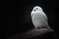 White Snowy Owl Royalty Free Stock Photo