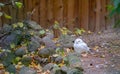 White Snowy Owl Bubo scandiacus, also known as the polar owl, the white owl and the Arctic owl