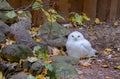 White Snowy Owl Bubo scandiacus, also known as the polar owl, the white owl and the Arctic owl