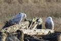 White snowy owl Royalty Free Stock Photo