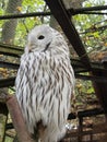 White snowy owl sitting on a branch Royalty Free Stock Photo