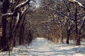 White snowy road in the apple orchard. Trees in the snow. Shadows of trees Royalty Free Stock Photo