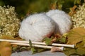 White soft balls of woll ready for needlework Royalty Free Stock Photo