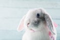 White soft bunny rabbit