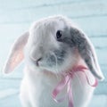 White soft bunny rabbit