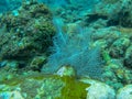 White soft coral underwater with coral background. Scuba diving on the colorful reef. Underwater photography of the vivid corals. Royalty Free Stock Photo