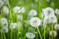 White soft dandelion green summer background