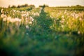 dandelion meadow and path background