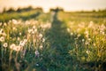 White soft dandelion meadow and path