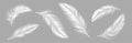 White soft feather, bird plumage set