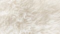 White soft wool texture background, seamless cotton wool, light natural sheep wool, close-up texture of white fluffy fur, wool wit Royalty Free Stock Photo