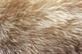 White soft wool texture background, seamless cotton wool, light natural sheep wool, close-up texture of white fluffy fur, wool wit Royalty Free Stock Photo